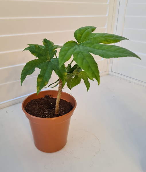 The Benefits Of Indoor Plants
