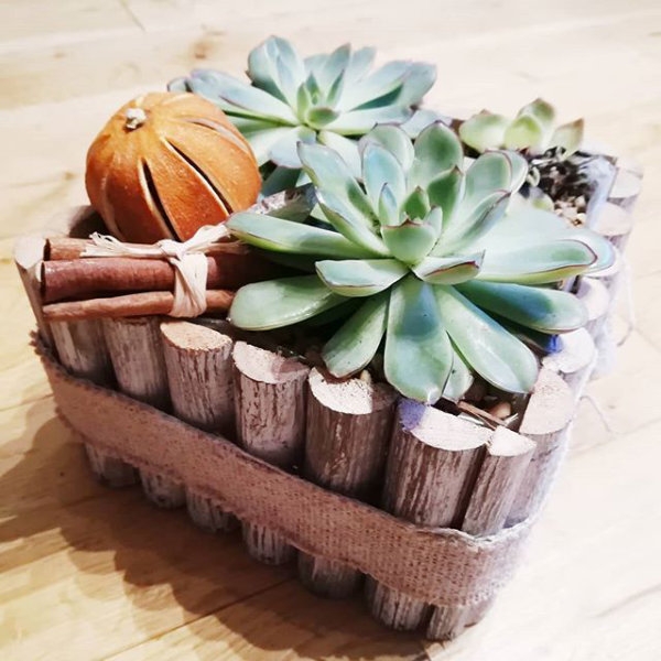 Kids Succulent Planter Workshop 31st July