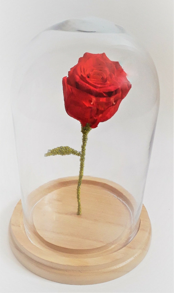 Beauty and the Beast Rose